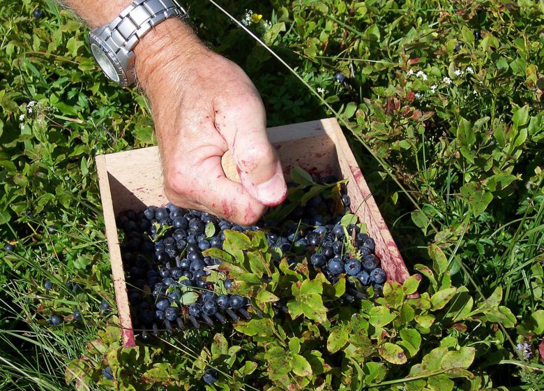 Atelier thématique « Des plantes et des humains »