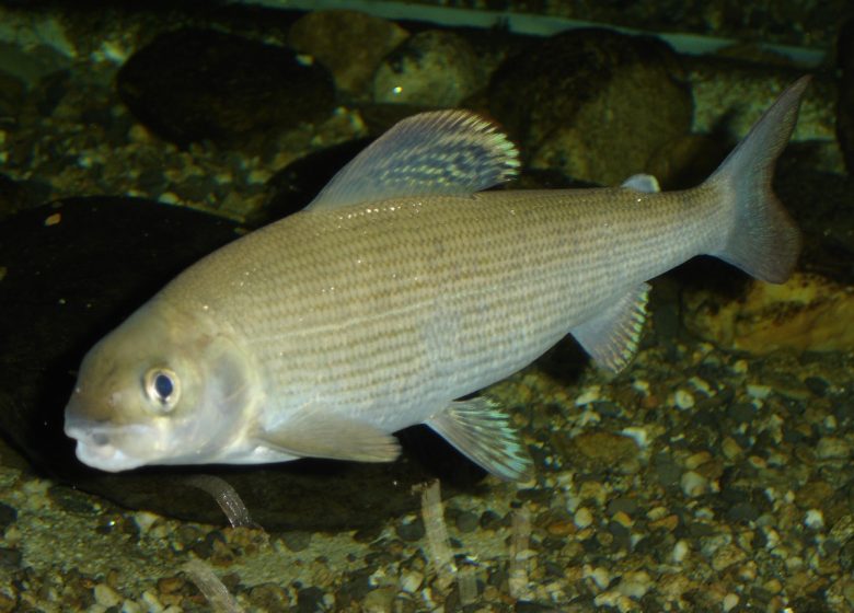 Aquarium – Maison du Saumon Lors des Journées du Patrimoine