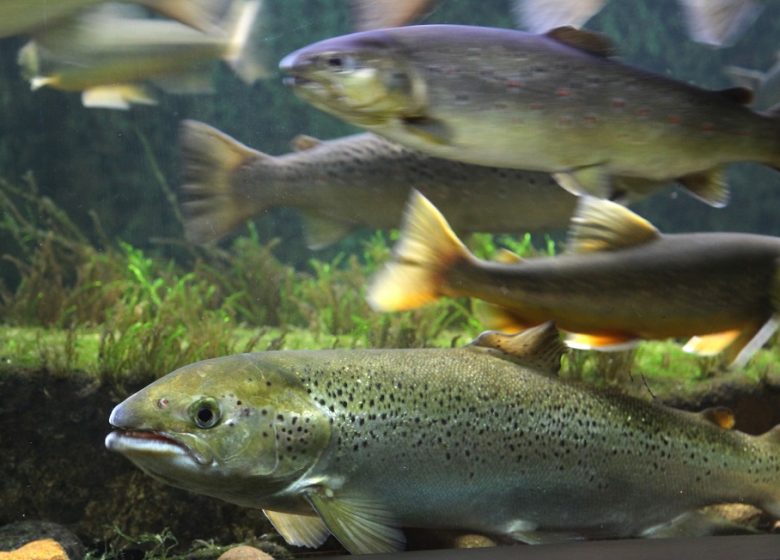 Aquarium – Maison du Saumon Lors des Journées du Patrimoine